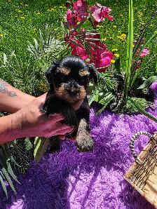 ✨ Beautiful Yorkie Terrier Puppies Ready to Steal Your Heart ✨ - Photo 8