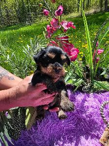 ✨ Beautiful Yorkie Terrier Puppies Ready to Steal Your Heart ✨ - Photo 9