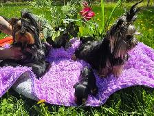 ✨ Beautiful Yorkie Terrier Puppies Ready to Steal Your Heart ✨ - Photo 10