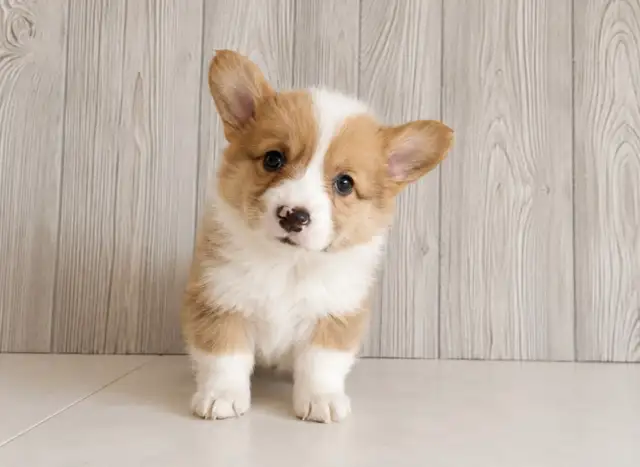 Adorable and healthy corgi puppies chiots!