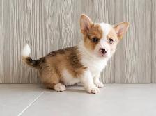 Adorable and healthy corgi puppies chiots! - Photo 2