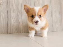 Adorable and healthy corgi puppies chiots! - Photo 3