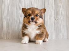 Adorable and healthy corgi puppies chiots! - Photo 4