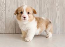 Adorable and healthy corgi puppies chiots! - Photo 5