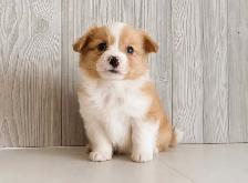 Adorable and healthy corgi puppies chiots! - Photo 6