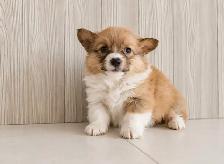 Adorable and healthy corgi puppies chiots! - Photo 7