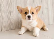 Adorable and healthy corgi puppies chiots! - Photo 8