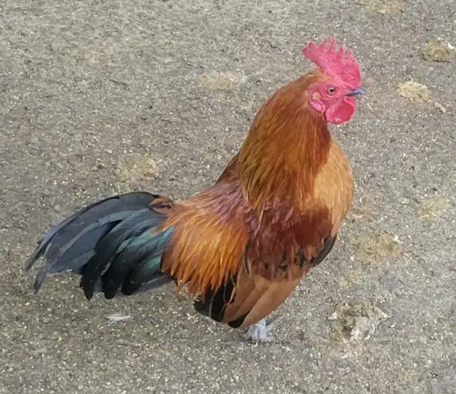 Bantam Fertilized Eggs