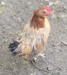 Bantam Fertilized Eggs - Photo 2