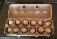 Bantam Fertilized Eggs - Photo 3