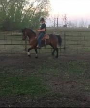 colt starting miles and tune ups! - Photo 7