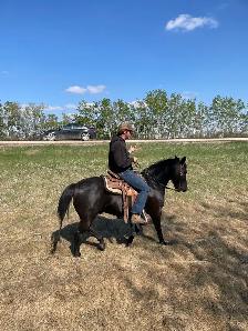 colt starting miles and tune ups! - Photo 8