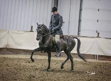 colt starting miles and tune ups! - Photo 9