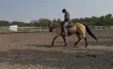 colt starting miles and tune ups! - Photo 10