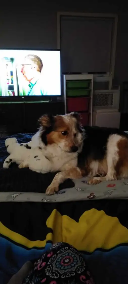 Chienne a donner