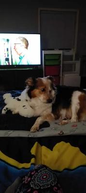 Chienne a donner
