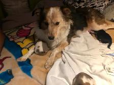 Chienne a donner - Photo 2