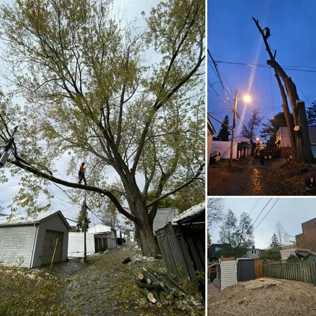 TORONTO TREE GUYS - TREE REMOVAL - PRUNING - LICENSED & INSURED