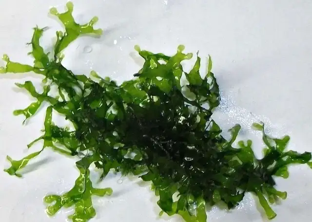 Susswassertang an aquarium fern