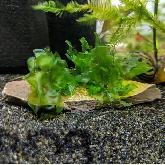 Susswassertang an aquarium fern - Photo 2