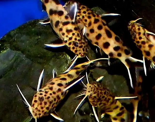 synodontis petricola catfish 3'
