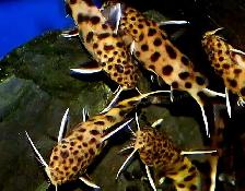 synodontis petricola catfish 3'
