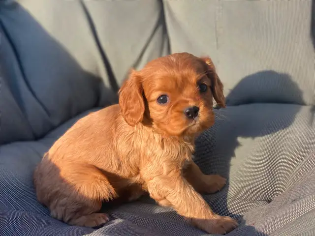 Cavalier King Charles Spaniels