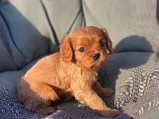 Cavalier King Charles Spaniels