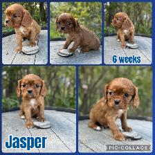 Cavalier King Charles Spaniels - Photo 2