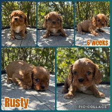 Cavalier King Charles Spaniels - Photo 3