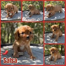 Cavalier King Charles Spaniels - Photo 4