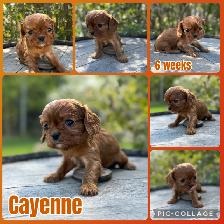 Cavalier King Charles Spaniels - Photo 5