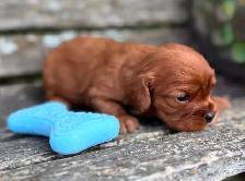 Cavalier King Charles Spaniels - Photo 6