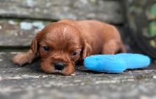 Cavalier King Charles Spaniels - Photo 7
