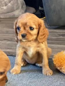 Cavalier King Charles Spaniels - Photo 8