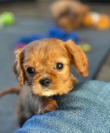 Cavalier King Charles Spaniels - Photo 9