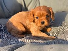 Cavalier King Charles Spaniels - Photo 10