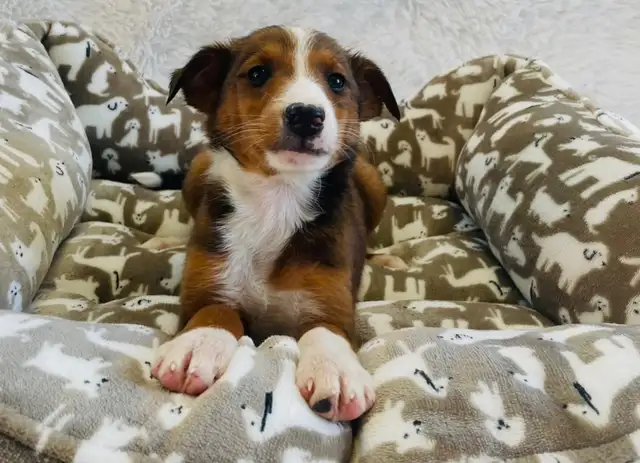 ❤️Miniature Sheltipoo pups❤️