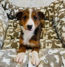 ❤️Miniature Sheltipoo pups❤️ - Photo 2