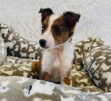 ❤️Miniature Sheltipoo pups❤️ - Photo 3