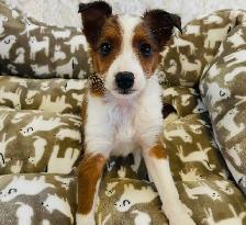 ❤️Miniature Sheltipoo pups❤️ - Photo 4
