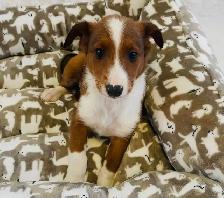 ❤️Miniature Sheltipoo pups❤️ - Photo 5