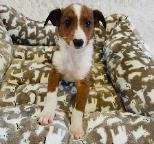 ❤️Miniature Sheltipoo pups❤️ - Photo 6