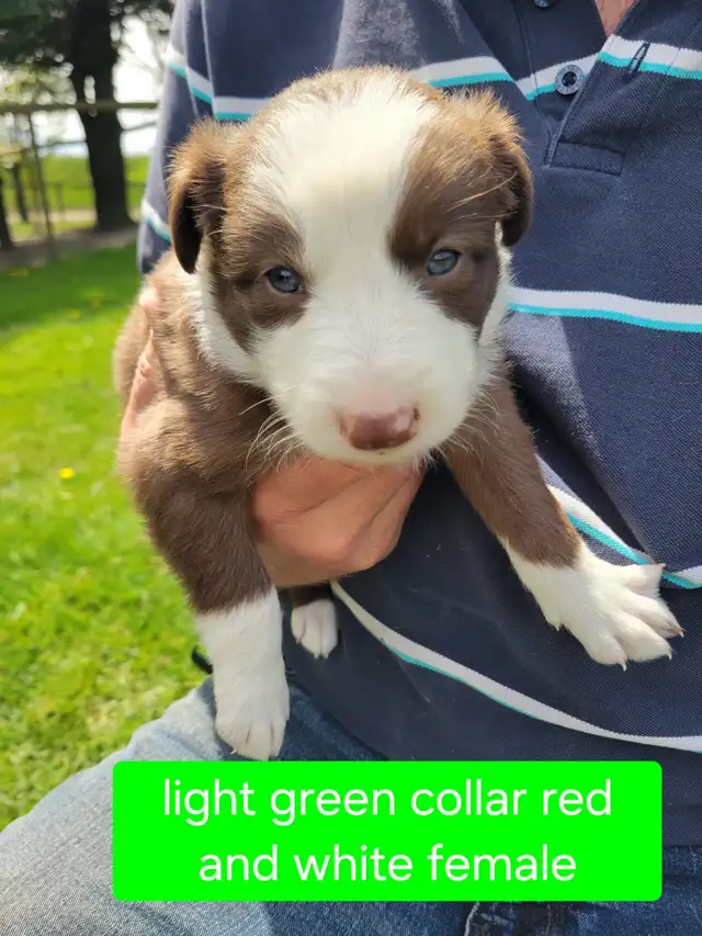 Border Collie pups