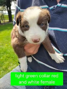 Border Collie pups