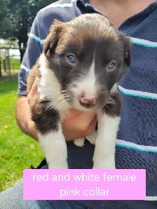 Border Collie pups - Photo 2