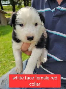 Border Collie pups - Photo 3