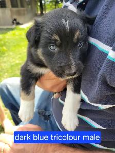 Border Collie pups - Photo 4