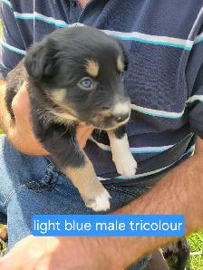 Border Collie pups - Photo 5