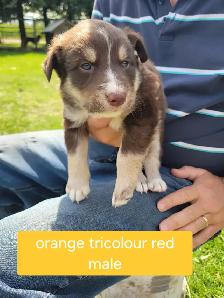 Border Collie pups - Photo 6